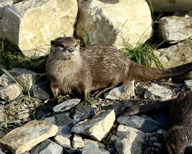otter